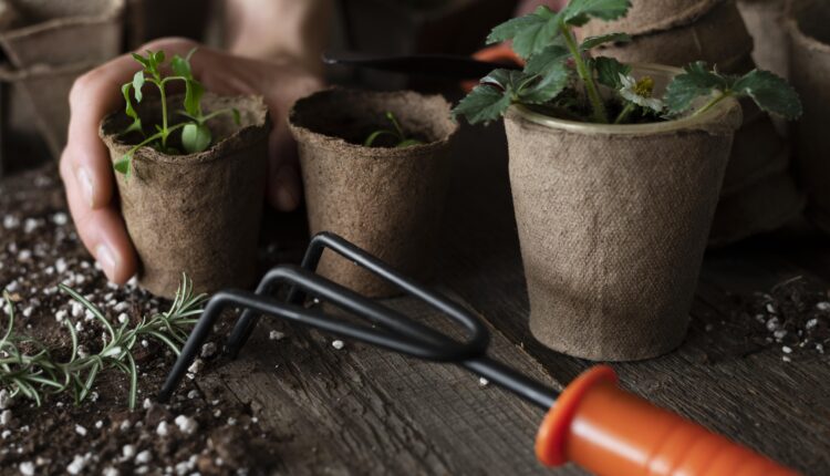 Se você quer perder peso, veja algumas plantas que podem ajudar no processo.
