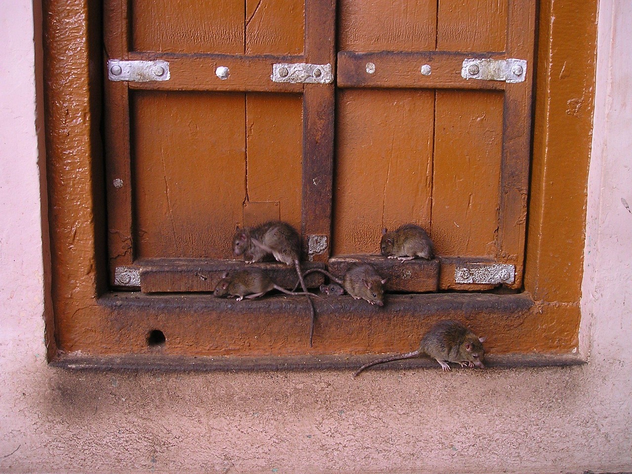 Se você quer afastar ratos de casa, é importante entender como eles se comportam.