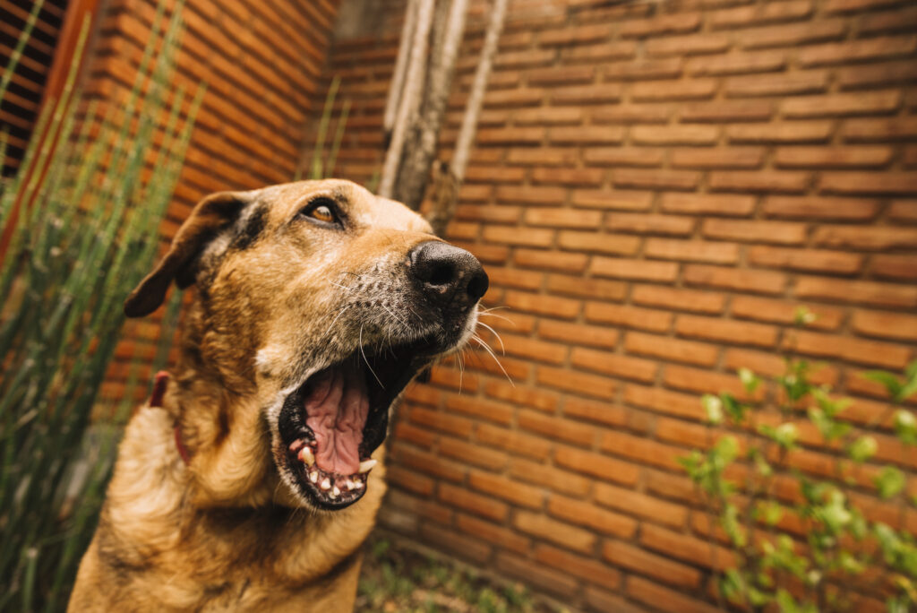 Seu cachorro late demais e você não aguenta viver assim? Veja como ajudá-lo.