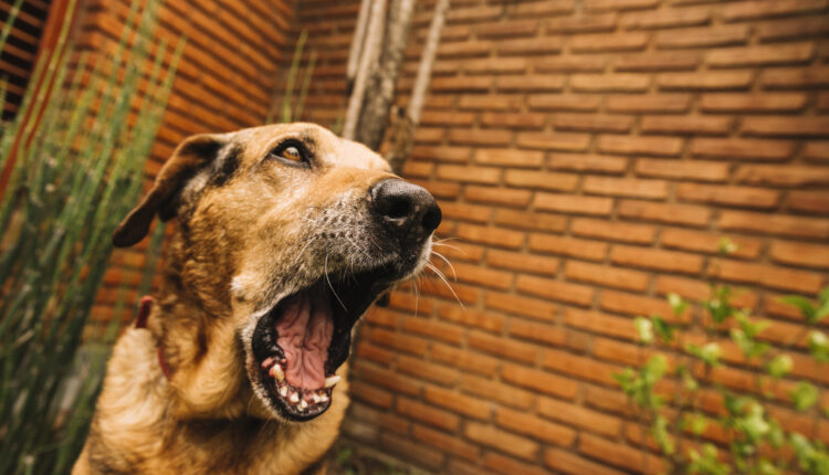 Seu cachorro late demais e você não aguenta viver assim? Veja como ajudá-lo.