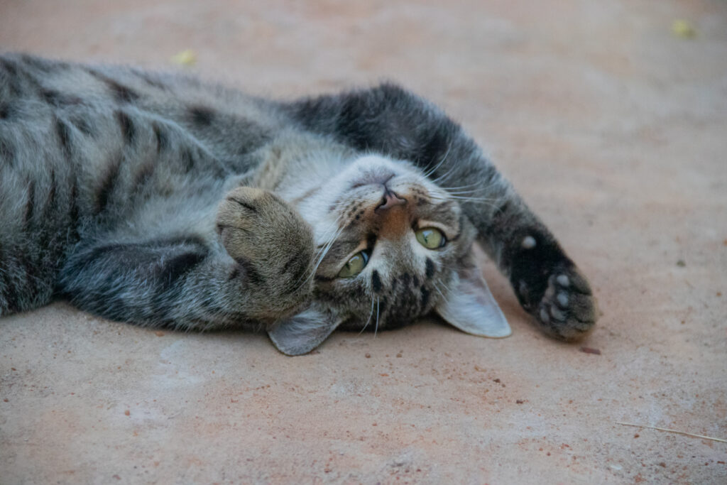Quem quer acabar com as pulgas do gato precisa aprender o método menos nocivo possível.