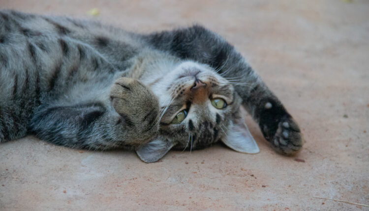 Quem quer acabar com as pulgas do gato precisa aprender o método menos nocivo possível.