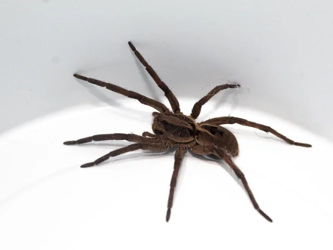 Aranha-de-jardim (Nephila clavipes)