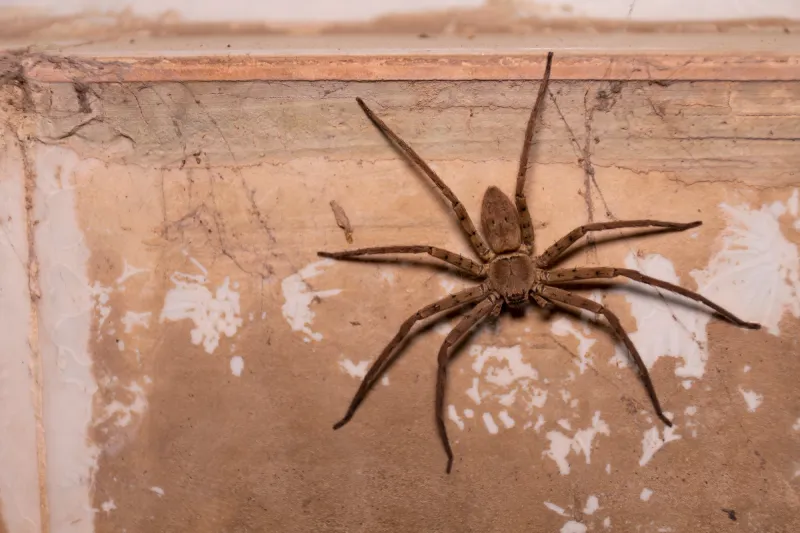 Aranha-armadeira (Phoneutria sp.)