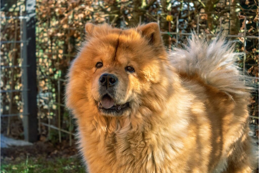 Chow Chow. / Fonte: Canva