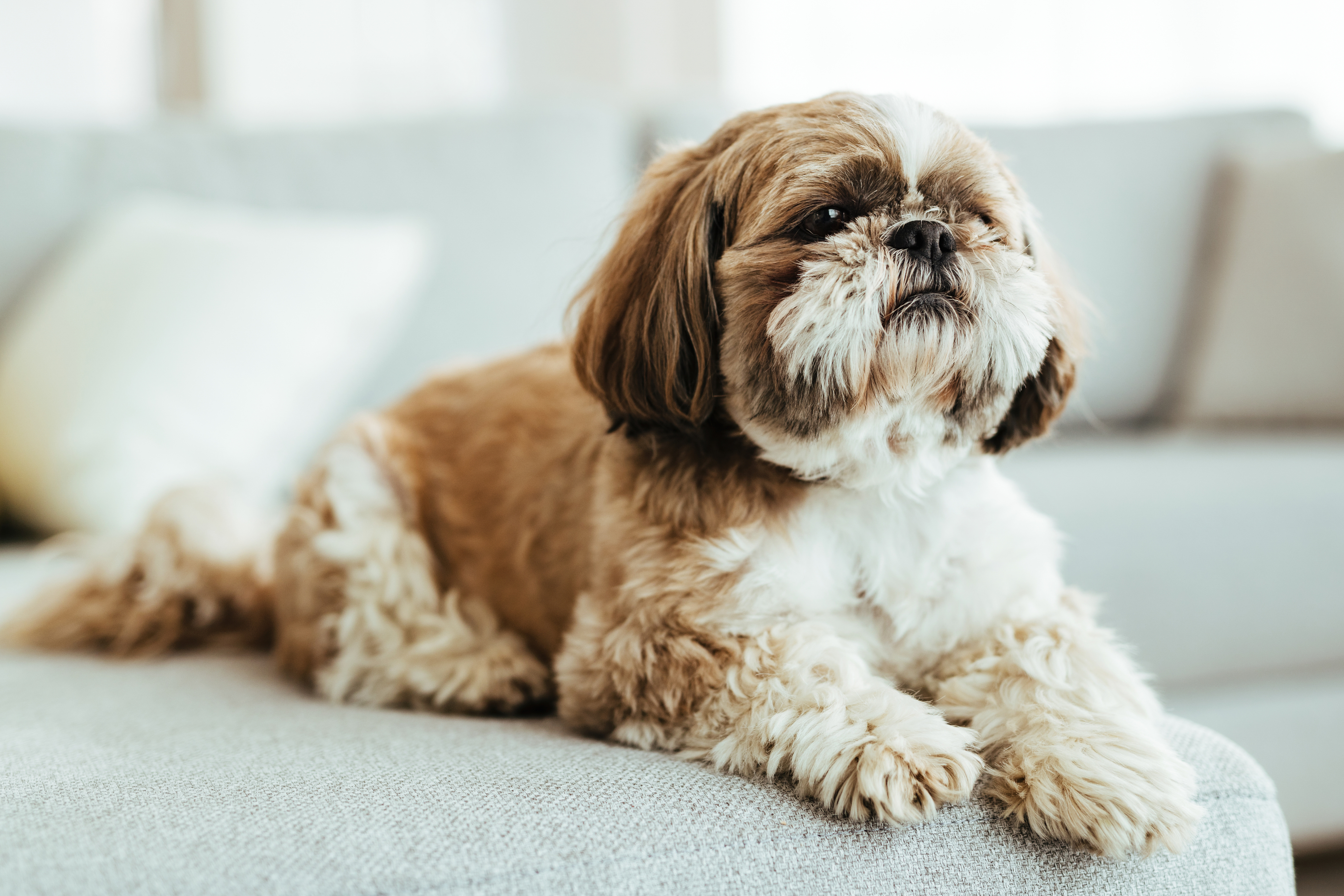 Shih-Tzu. / Fonte: Freepik