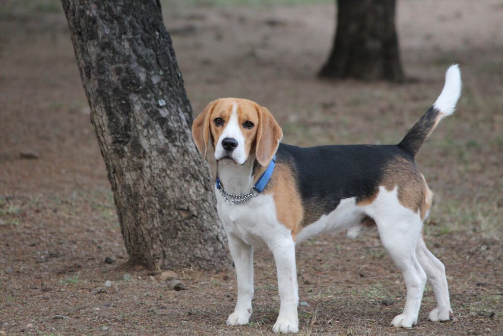Beagle. / Fonte: Canva