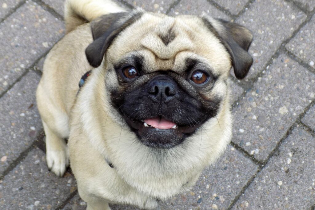Pug. / Fonte: Canva