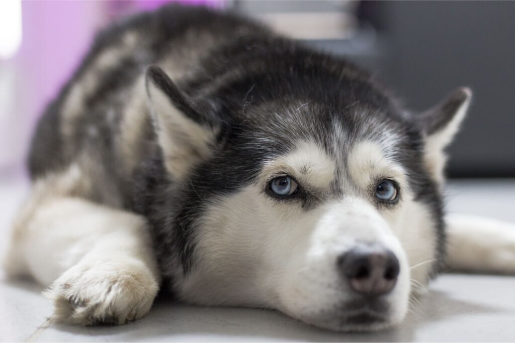 Husky Siberiano. / Fonte: Canva
