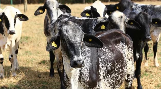 Governo abre licitação estimada em R$ 85 milhões para comprar novilhas
