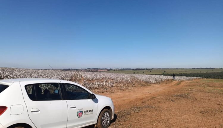 Carro estacionado próximo a área de cultivo de algodão no Paraná