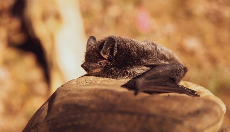 Foto: HitchHike no Pexels