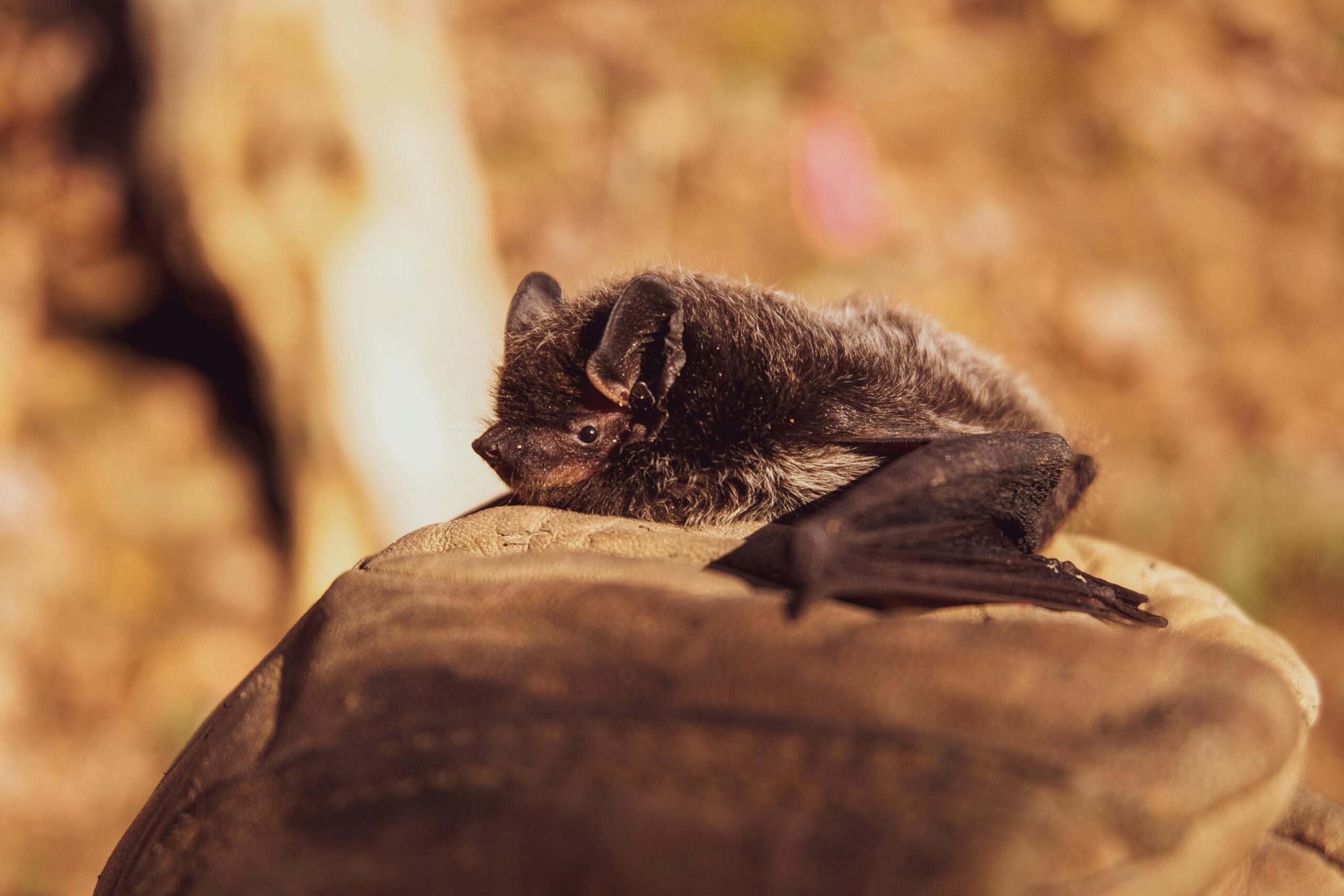 Foto: HitchHike no Pexels