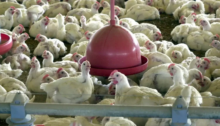 Gripe aviária: 17 países suspendem restrição à carne brasileira
