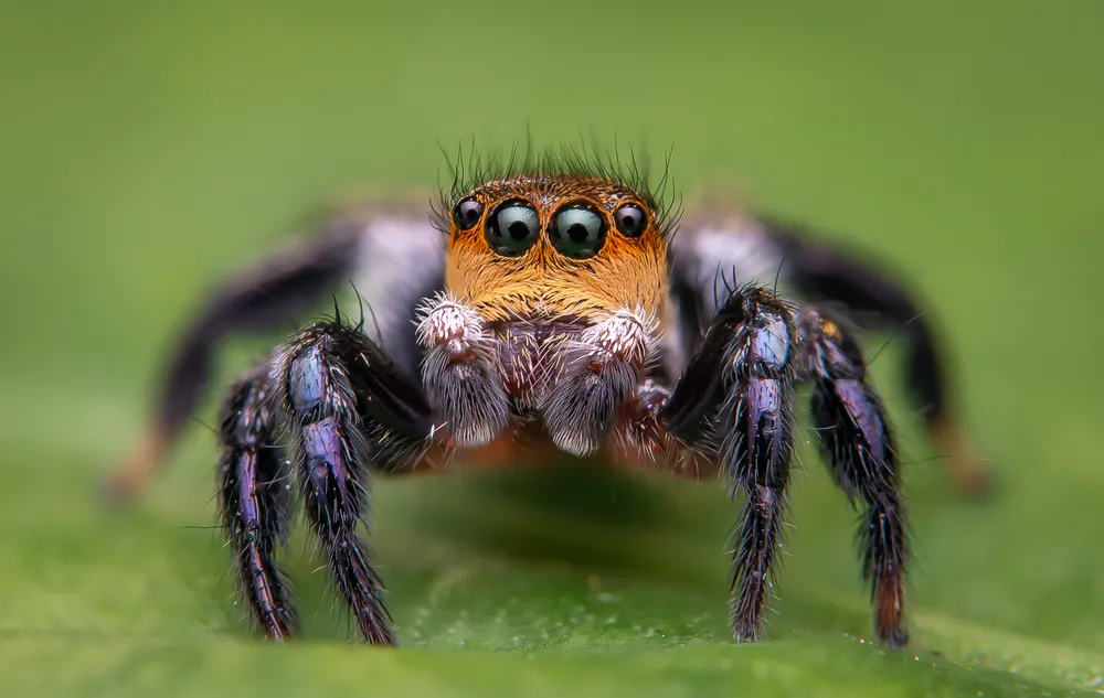 Aranha-saltadora (Salticidae) / Fonte: G1/Rafael Mariante
