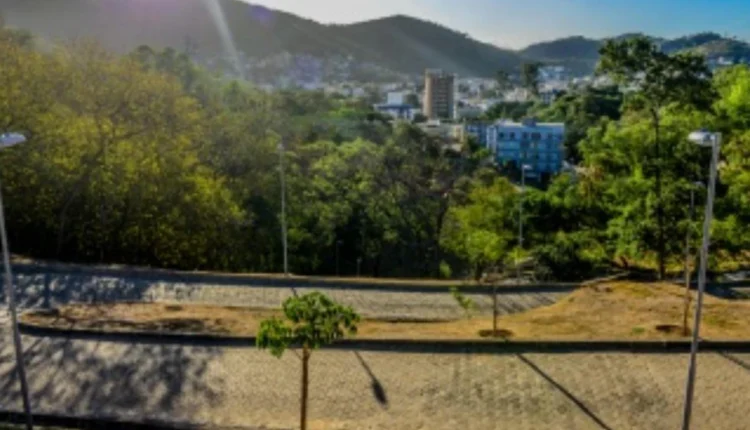 Leucenas e acácias: o verde que virou problema nas encostas da Grande Vitória