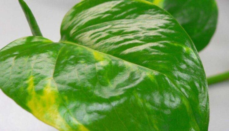 Planta comum em casa elimina até 73% das substâncias cancerígenas do ar, diz Nasa