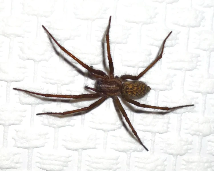 Aranha-doméstica-comum (Tegenaria domestica)