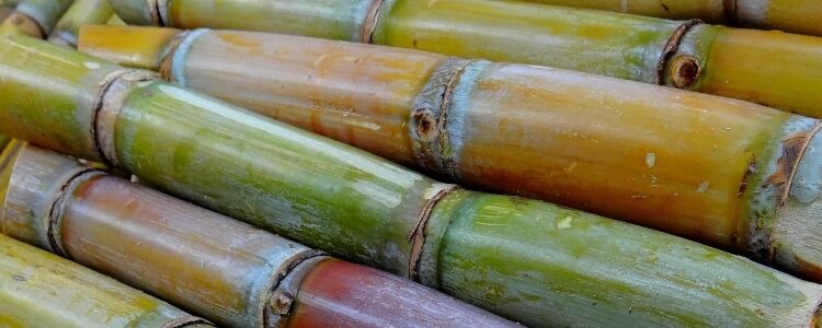 EUA colocam fim à cota especial e ameaçam açúcar orgânico do Brasil
