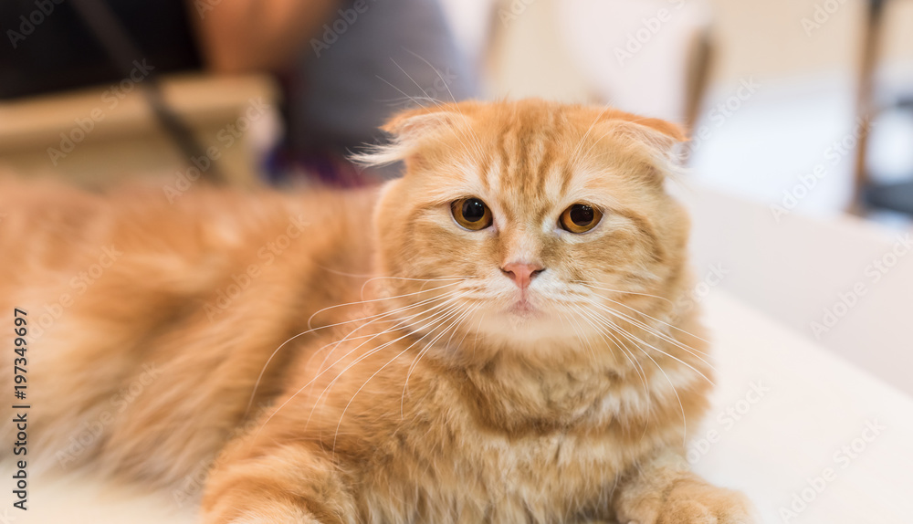 Scottish Fold. | Foto: Adobe Stock