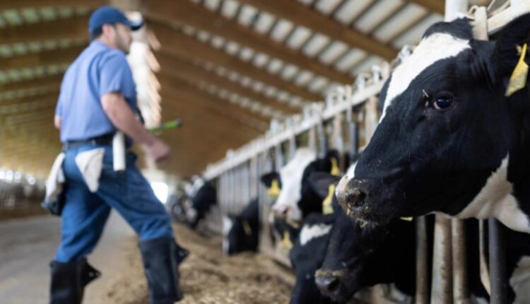 Dia do Pecuarista: como o compromisso com o bem-estar animal pode impulsionar a produtividade no campo
