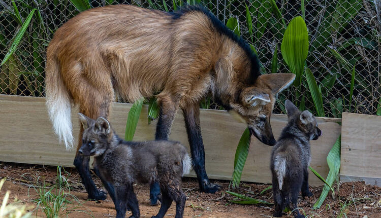 A imagem mostra um lobo-guará adulto com dois filhotes. O lobo-guará tem pelagem predominantemente marrom com manchas brancas e uma cauda longa e peluda. Os filhotes são menores, com pelagem escura e características semelhantes ao adulto. Eles estão próximos ao lobo-guará, em um ambiente com vegetação e uma cerca ao fundo.