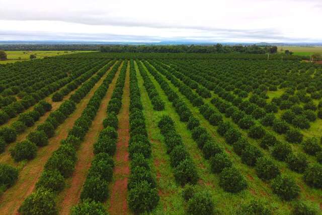 EUA ameaça taxar suco de laranja e põe em risco citricultura de MS