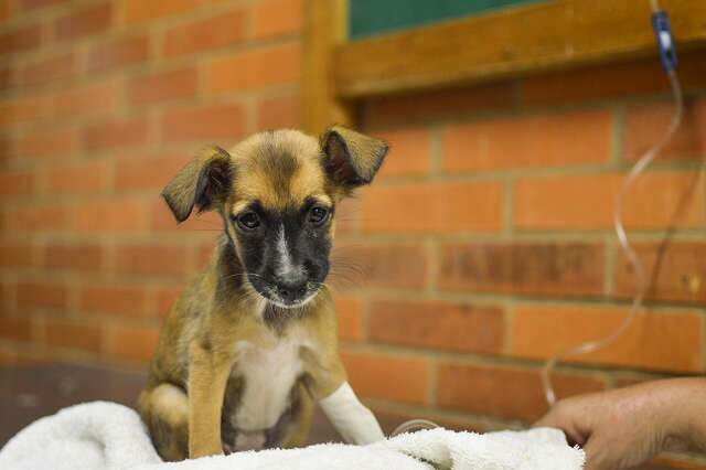 Hospital Veterinário da UFMS busca apoio para reduzir custos de atendimento