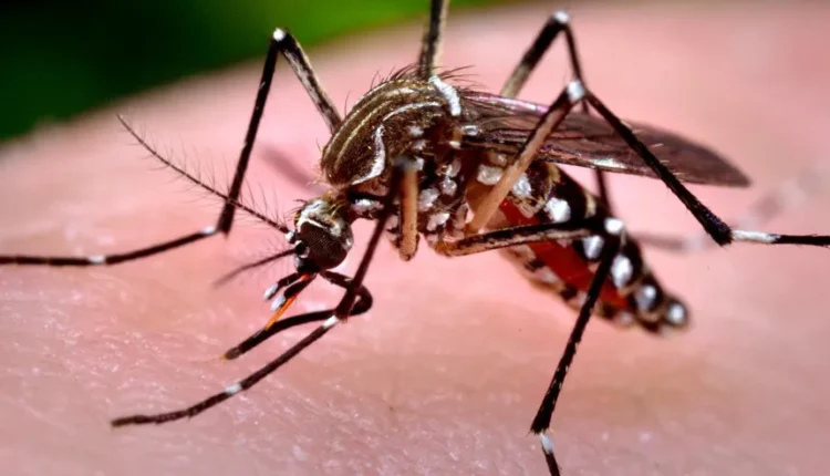 Estado confirma óbito por Chikungunya em Ponta Grossa