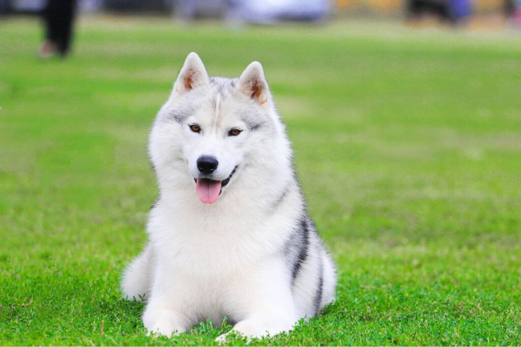 Husky Siberiano. | Fonte: Canva