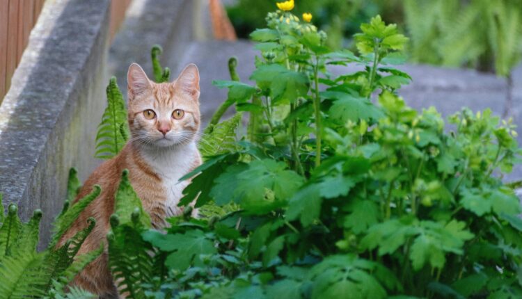 Foto: Roman Biernacki via Pexels