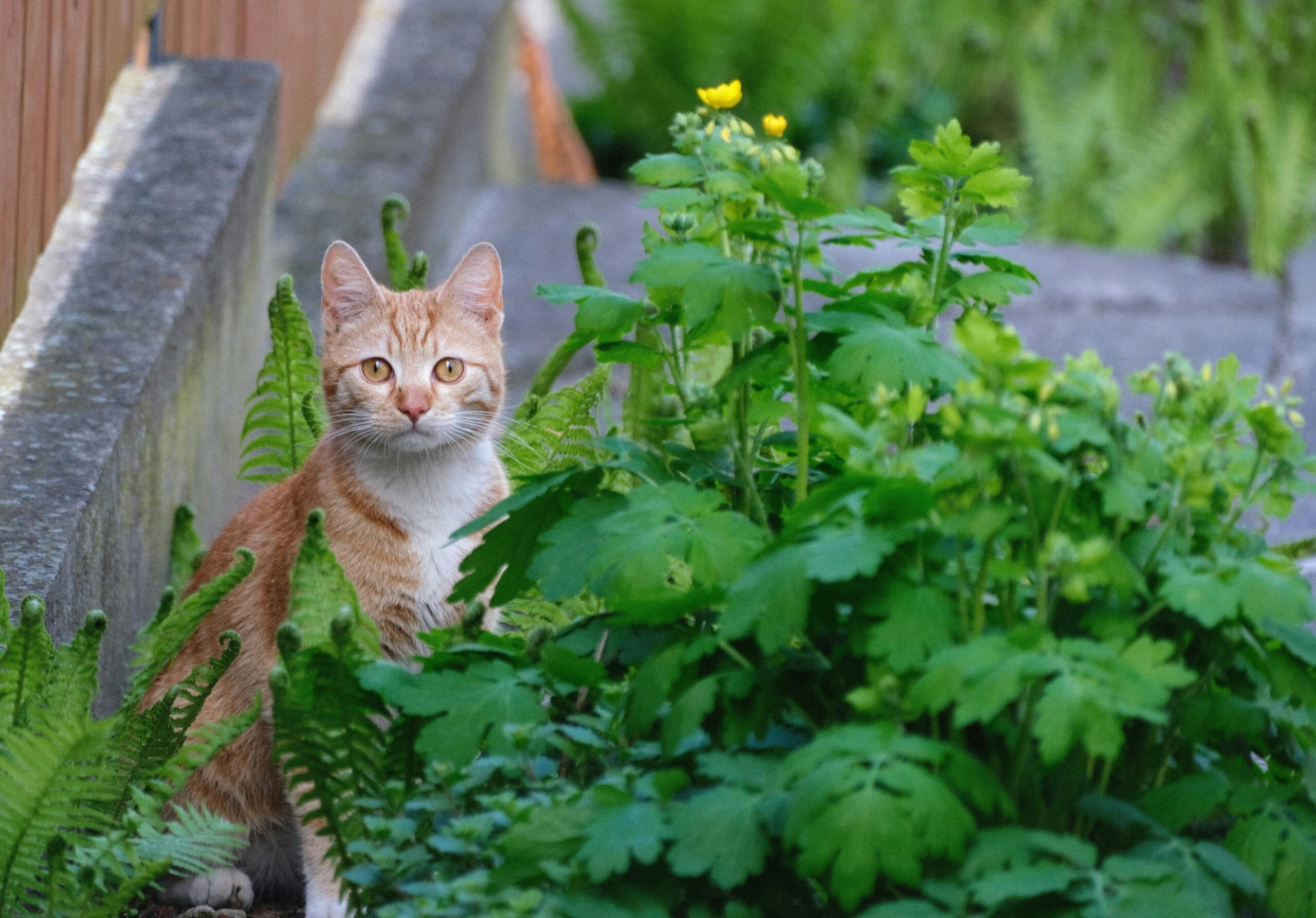 Foto: Roman Biernacki via Pexels