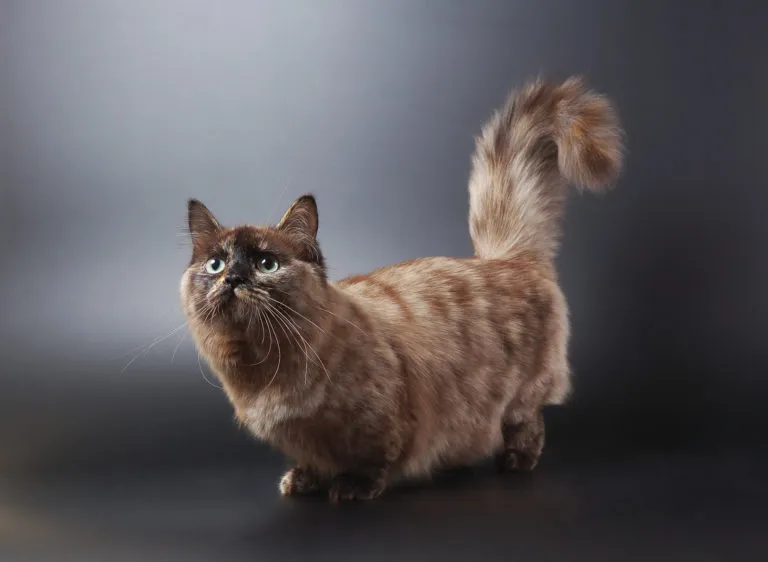 Munchkin.