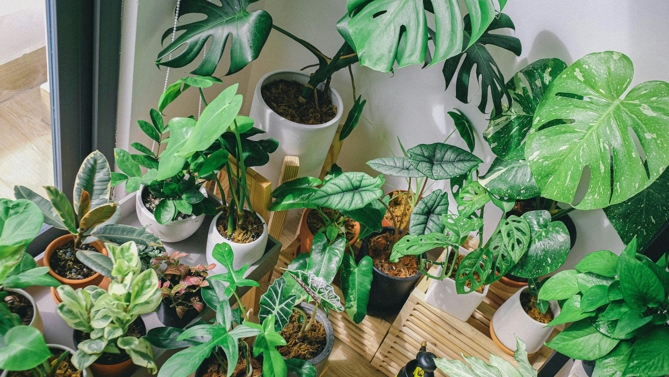 Fonte: Huy Phan via Pexels