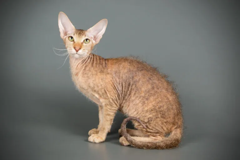 Peterbald. | Fonte: Aleksand Volchanskiy / stock.adobe.com