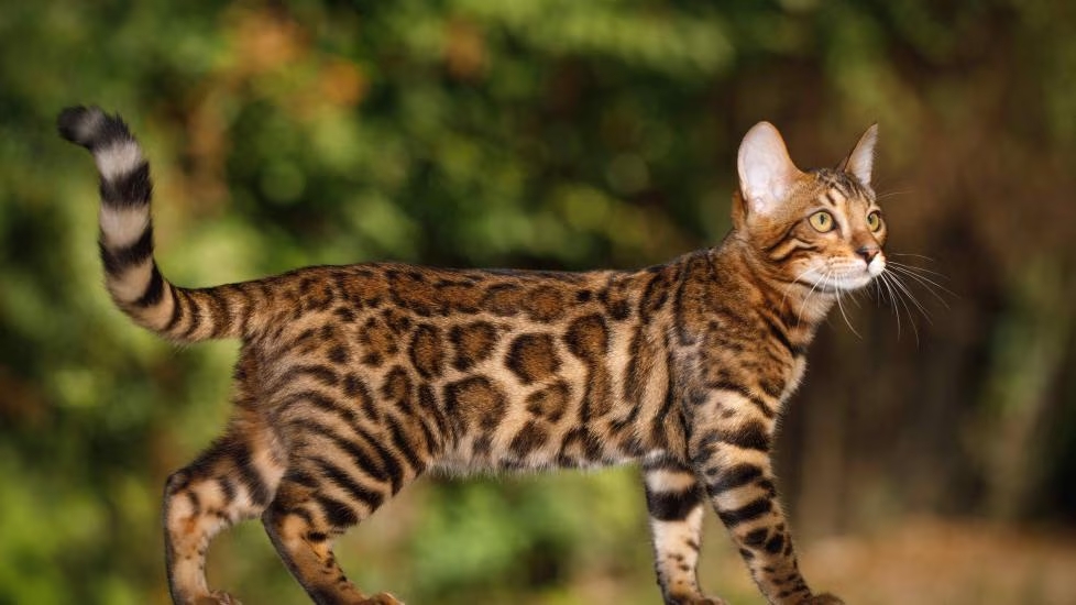 Bengal. | Fonte: Adobe Stock/seregraff