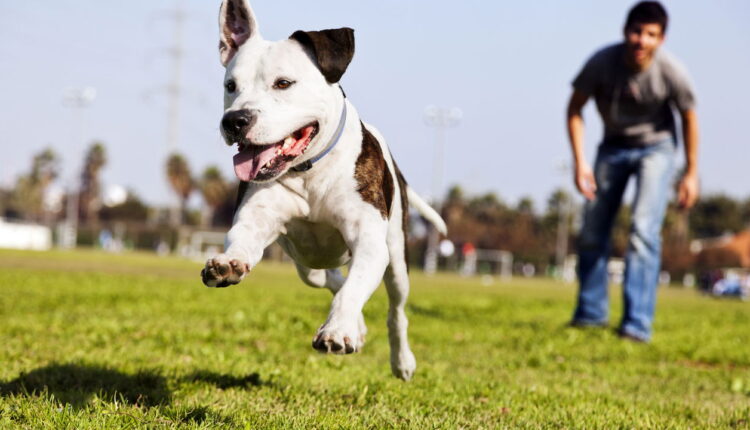 O carro mais querido entre donos de animais de estimação vai te surpreender