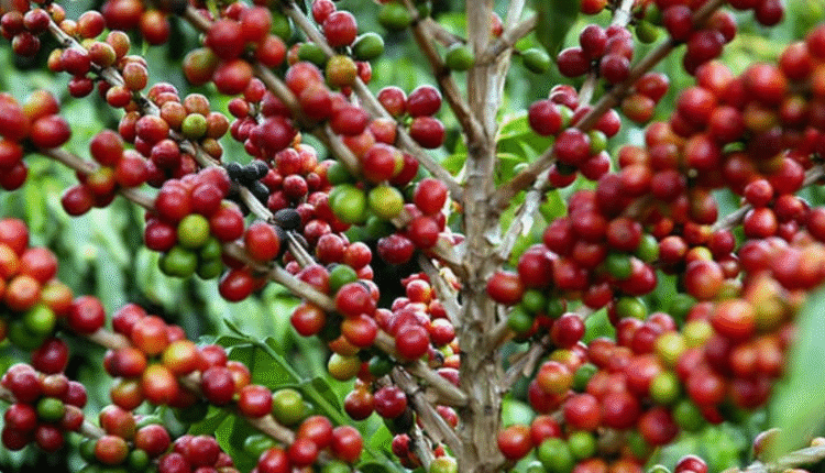 Commodities: Café se recupera e milho fica pressionado com etanol nos EUA