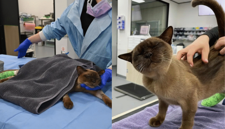 Gato com veterinário após entrar na máquina de lavar roupas