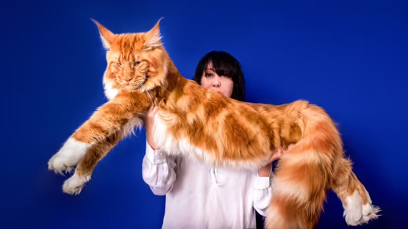 Maine Coon. Fonte: Sergey Ginak / Shutterstock