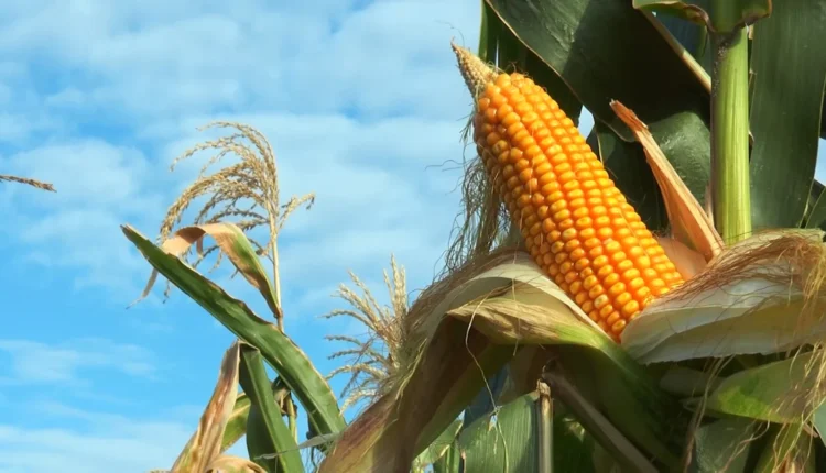 Commodities: Safrinha recorde pressiona milho; café também recua