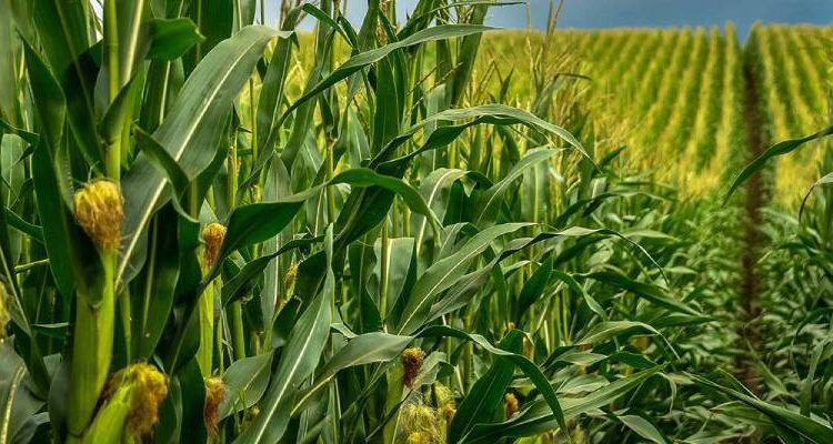 Commodities: Milho sobe com demanda dos EUA e apoio do petróleo