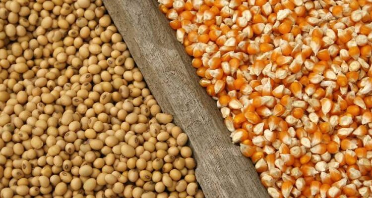 Commodities: Soja e milho pressionados por clima e supersafra