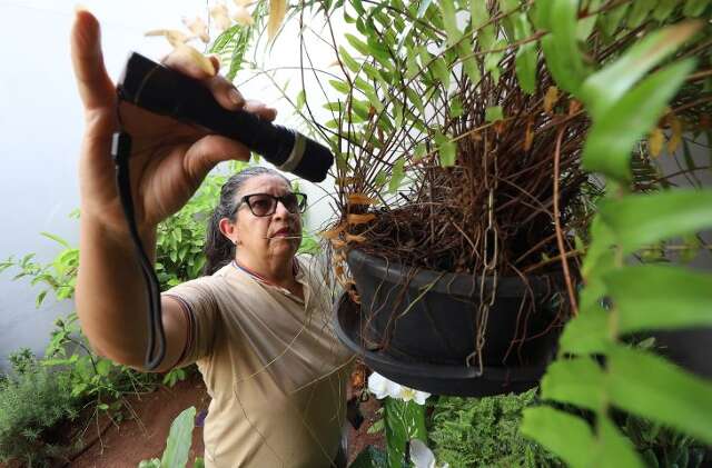 MS tem 17 mortes por dengue e quase 8 mil casos confirmados em 2025
