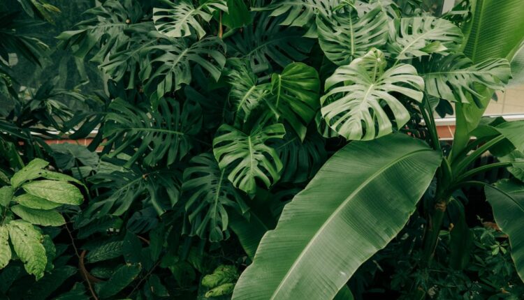 Fonte: Canva