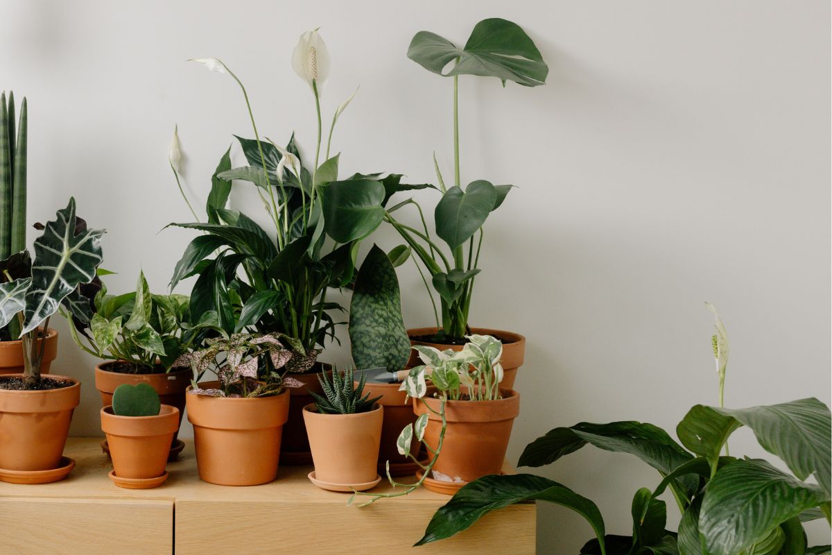 Fonte: canva