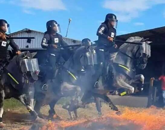 PM de MS investe R$ 3,9 milhões em ração para cavalos de alta performance