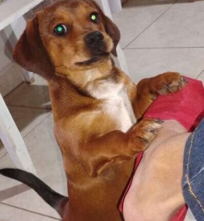 Idoso procura vira-lata caramelo que o ajudou a superar luto em Campo Grande
