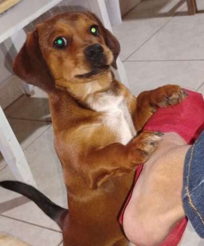 Idoso procura vira-lata caramelo que o ajudou a superar luto em Campo Grande