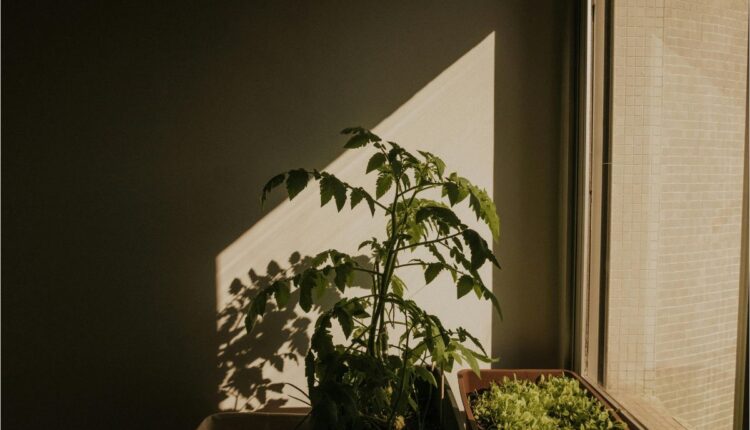 Fonte: canva